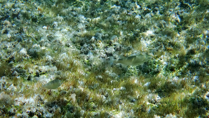 Greece Crete island Koum Kapi Beach