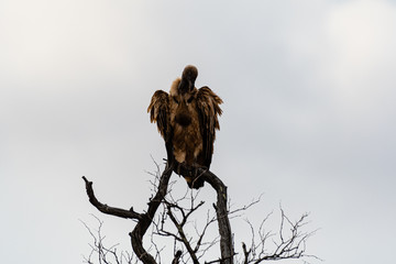 South Africa