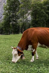 Fototapeta na wymiar Cow Eating Grass