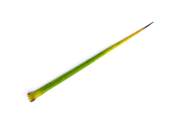 Thorns on a white background, wooden needle