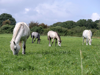 Four horses in a field grazing green grass. Selective focus.
