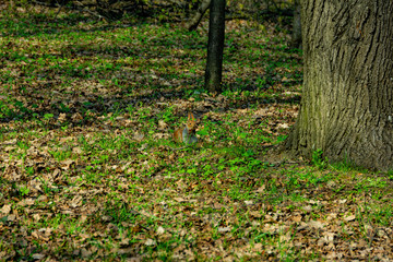 Squirrel in the Park eating nuts.