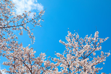 桜の花　サクラの花　さくらの花　満開の桜
