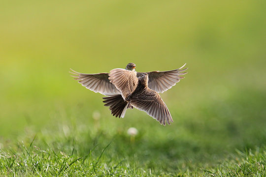 Skylark (Alauda arvensis), two territory fighting birds, Hesse, Germany