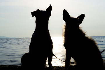 Silhouette of couple white jack Russell stands and sit together near the seashore.