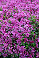 Purple flowers in the garden as background, wallpaper, texture. Spring arrival concept
