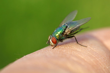 Calliphora vicina