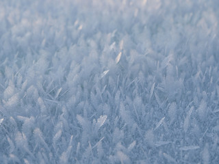 Obraz premium Delicate frosty background with beautiful frost crystals in winter. Natural ornament ornament hoarfrost decoration and design.