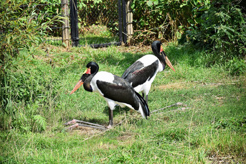 Photo of magnificent and very beautiful birds ...