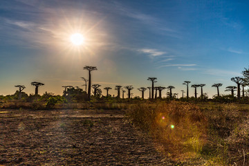 Beautiful Baobab trees at sunset at the avenue of the baobabs in Madagascar