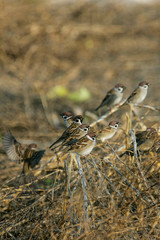 Tree Sparrow (Passer montanus), group sitting in hedgerow, Germany