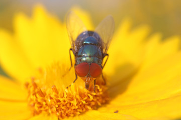 Calliphora vicina