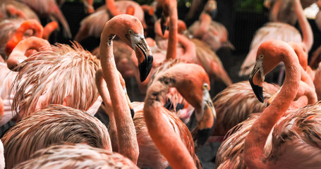 Group of flamingos standing together in the park.