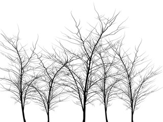 Many trees of different heights. Trees without leaves. Leafless tree trunks with branches without leaves. Large plants for decoration. Many branches without leaves.