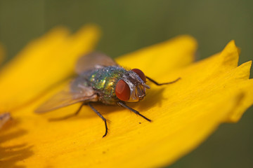 Calliphora vicina