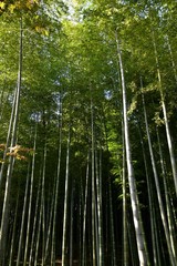 秋でも青々とした竹林　　嵐山　京都