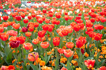 Orange Red Tulip flower field at a botanical garden in a spring season of Australia.