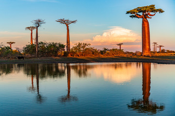 Beautiful Baobab trees at sunset at the avenue of the baobabs in Madagascar