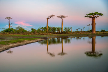 Beautiful Baobab trees at sunset at the avenue of the baobabs in Madagascar