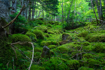 八ヶ岳連峰　苔の森