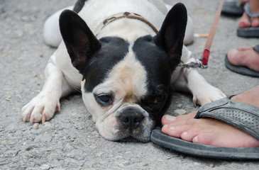 A beautiful stocky dirty and sad french bulldog dog sat on the floor belly down. French bulldog pedigrees are a popular family dog.