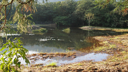 river pond reflection in forest