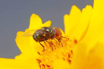 Calliphora vicina