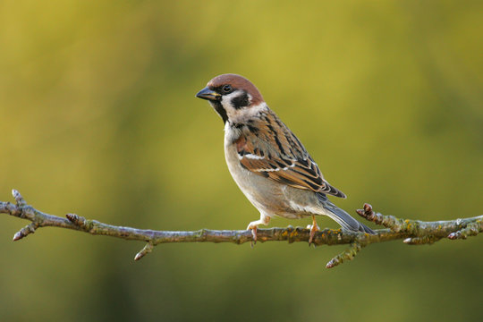 Tree Sparrow (Passer montanus), adult sitting on branch, Germany