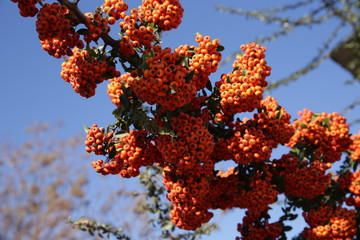 Branch with red berries on a background of blue sky. Natural Christmas background.