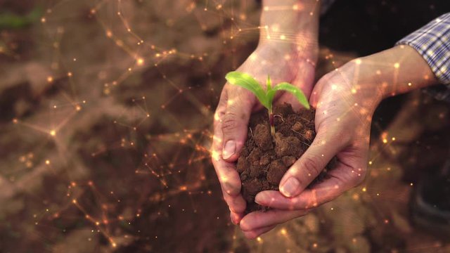 A Growing plant plant on hand of farmer and a holographic world appears. Concept of growth of goods save nature and life 