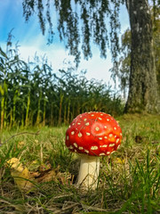 Fly agaric (Amanita muscaria) in autumn, Hesse, Germany