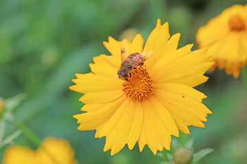 Syrphidae in the flowers