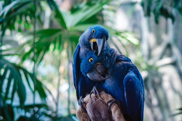 Couple of Blue Hyacinth macaw parrot in park © Seleznov_Molchanova