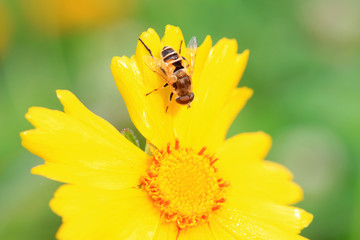 Syrphidae in the flowers