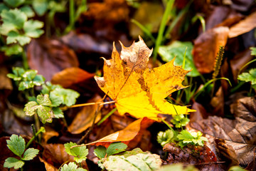 autumnal colored maple leaf on a forest floor