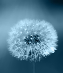 Art photo of dandelion seeds close up on natural blurred background. Summer.
