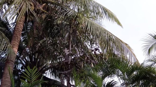 Palm Trees in Philippines Slowmotion