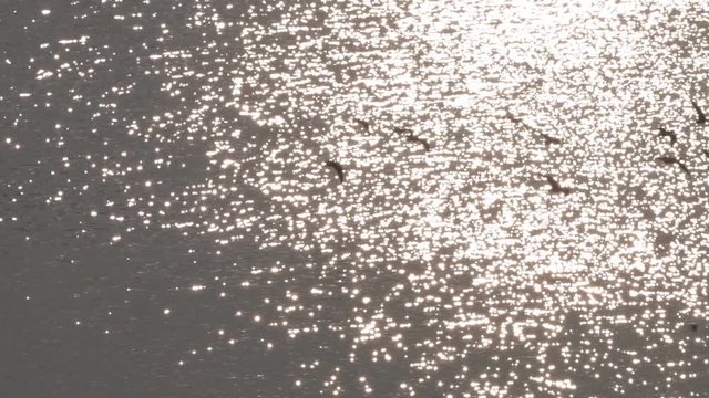 Birds flying over water with sunlight reflection.