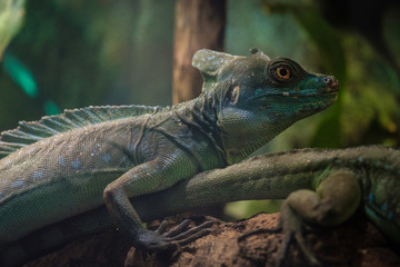 The plumed basilisk also called commonly the green basilisk