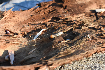 Wood worm make damage. Bark beetle larvae under the bark.  Insect pest spoils material