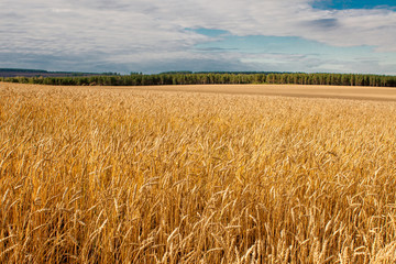 Golden wheat field under a blue sky with clouds and forest in the background.