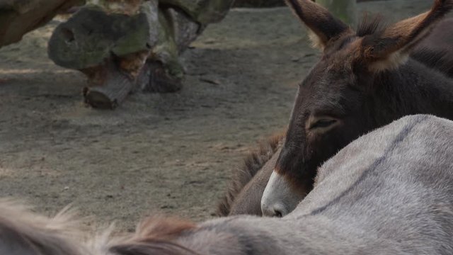 Footage of donkeys