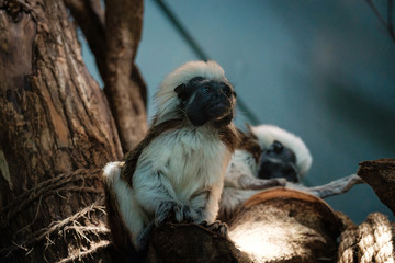 little white-headed monkey in the green jungle