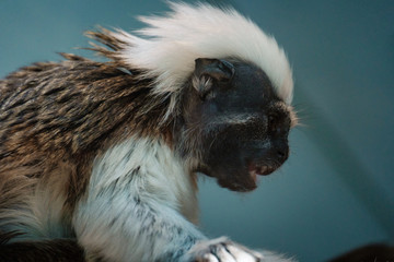 little white-headed monkey in the green jungle