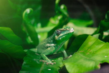 Little green chameleon on a palm leaf