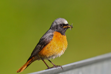 Gartenrotschwanz (Phoenicurus phoenicurus) Männchen mit Insekt im Schnabel auf Gartenzaun, Mecklenburg-Vorpommern, Deutschland