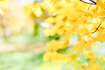 Beautifully yellow maple leaves on a tree. This colorful foliage occurs in the autumn season around mid November