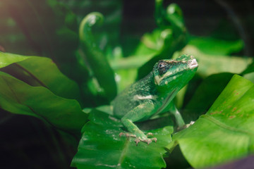 Little green chameleon on a palm leaf