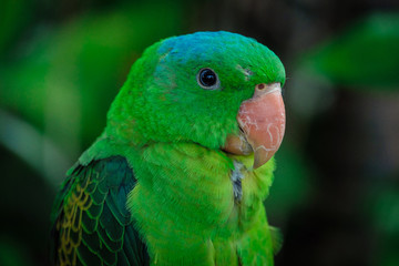 the blue-crowned green parrot sitting on branch .