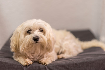 Maltese bichon in his crib.
